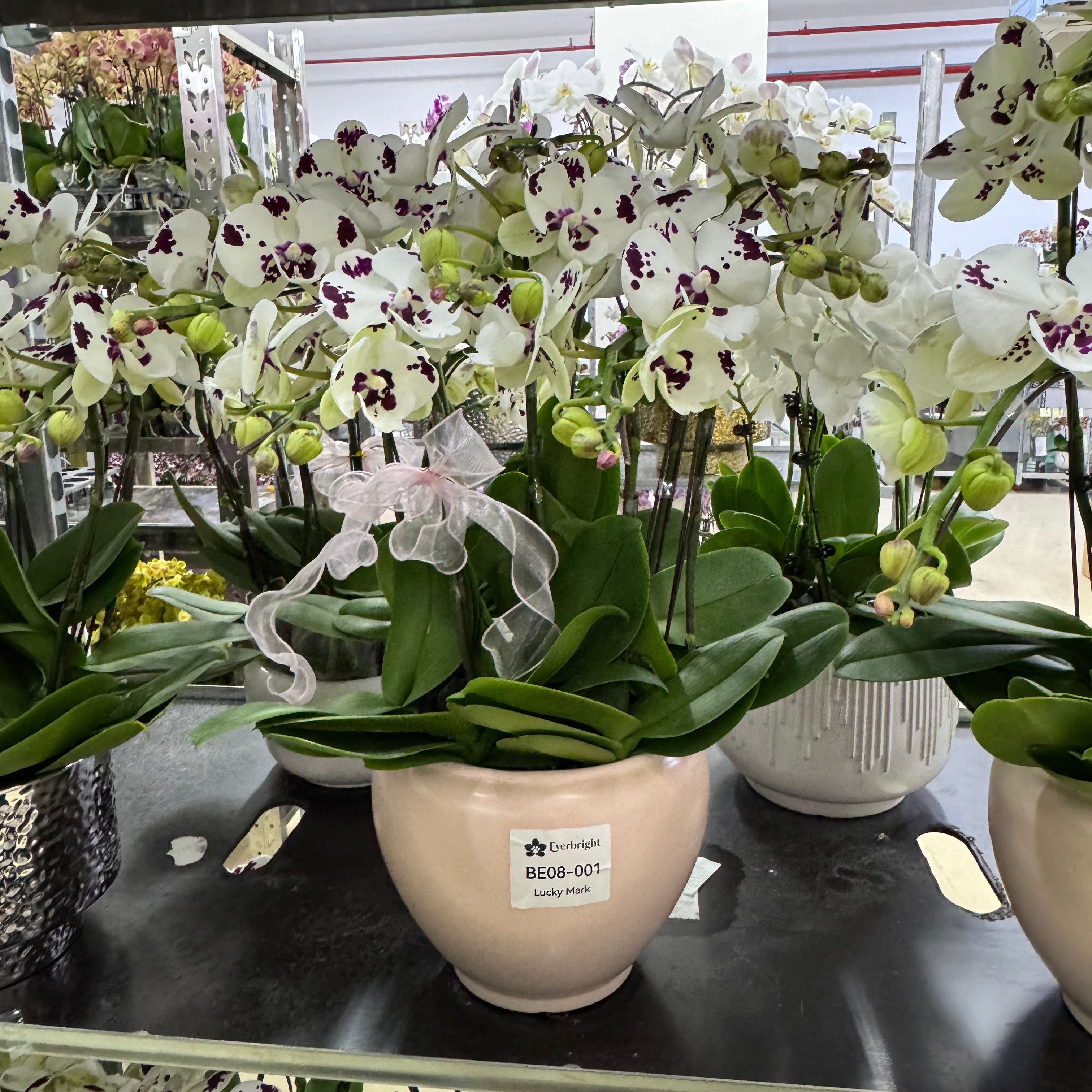 Lucky Mark [ Dark Purple & White | est. 45 cm Height | Live Orchids ]