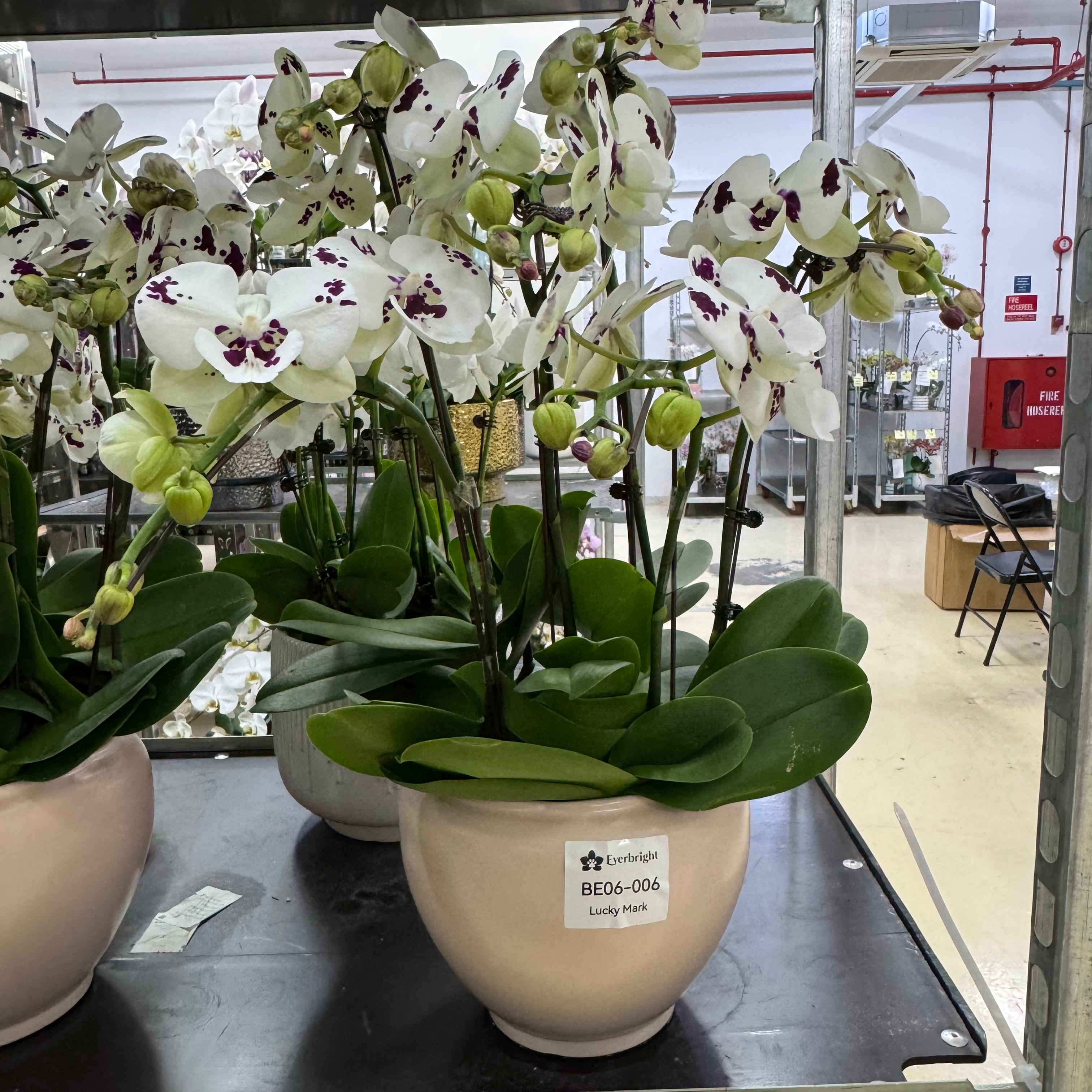 Lucky Mark [ Dark Purple & White | est. 45 cm Height | Live Orchids ]