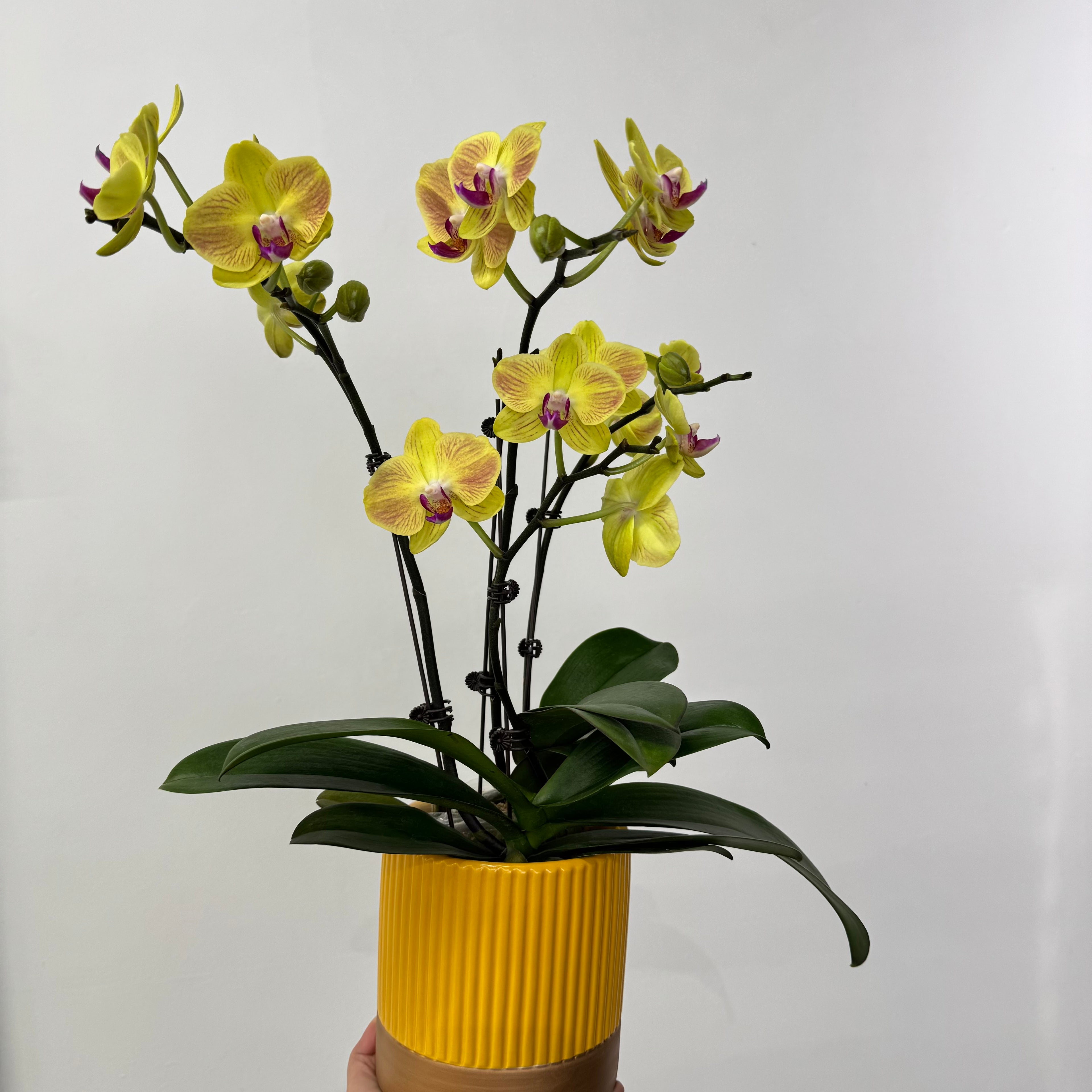Cheesecake [ Yellow | est. 45 cm Height | Live Orchids ]