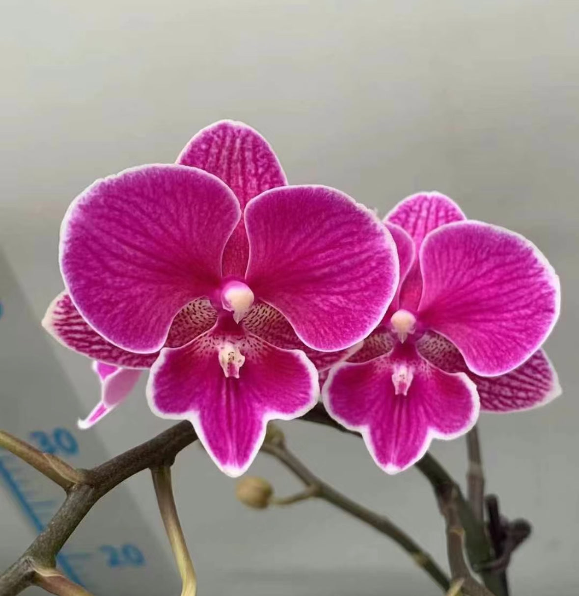 CNY Live Orchid Special [ *YELLOW* POT | CNY Specials ]