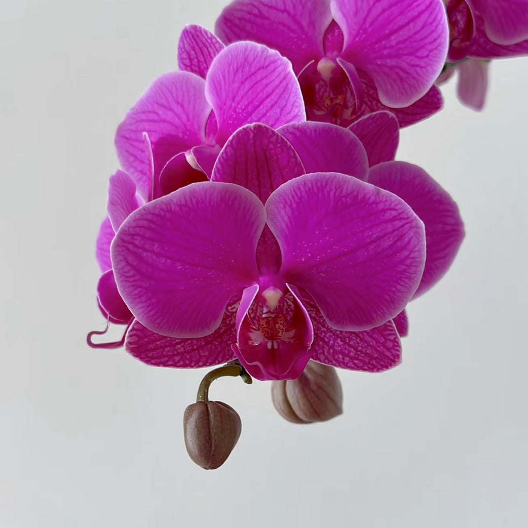 CNY Live Orchid Special [ *YELLOW* POT | CNY Specials ]