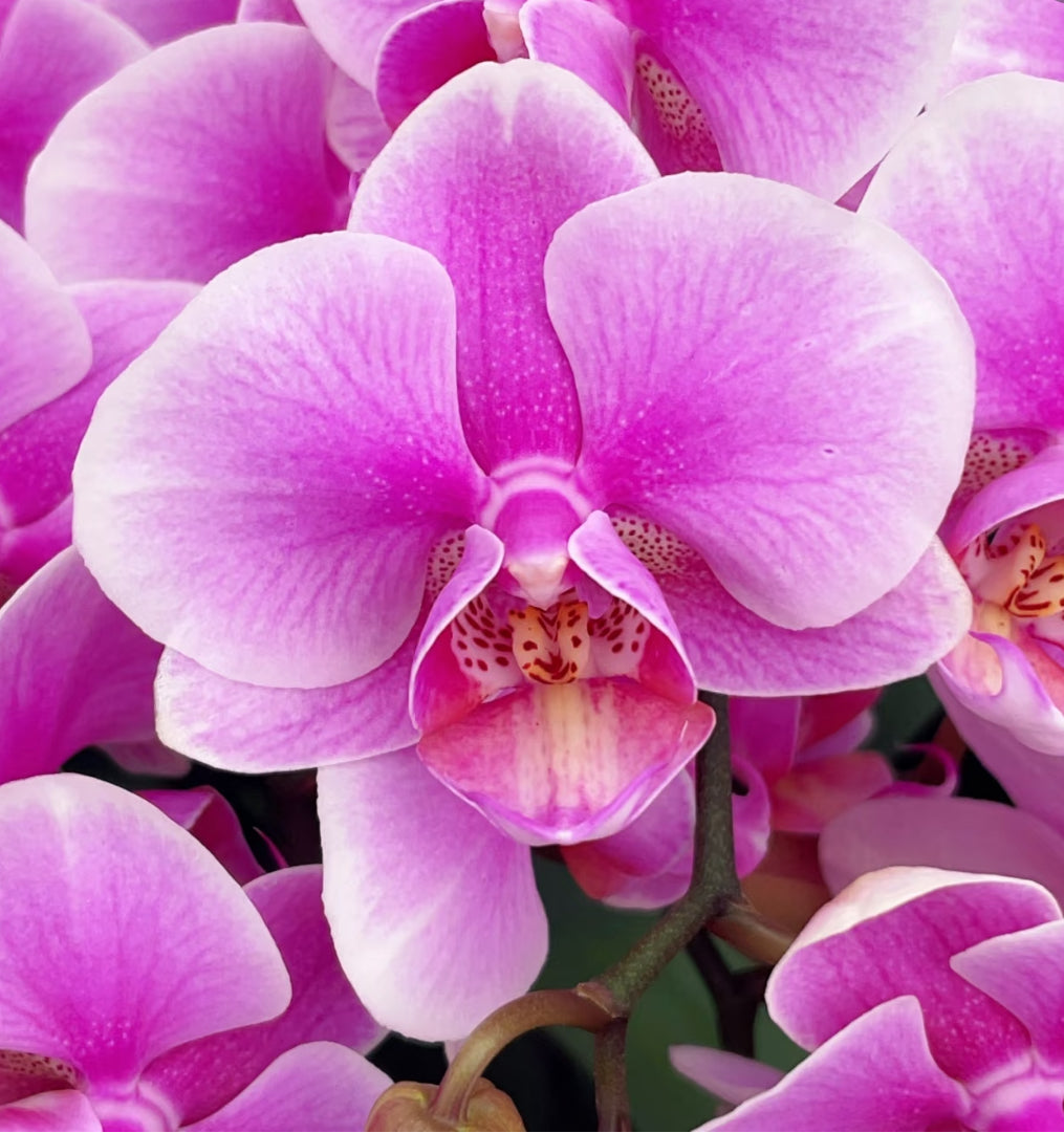 CNY Live Orchid Special [ *YELLOW* POT | CNY Specials ]