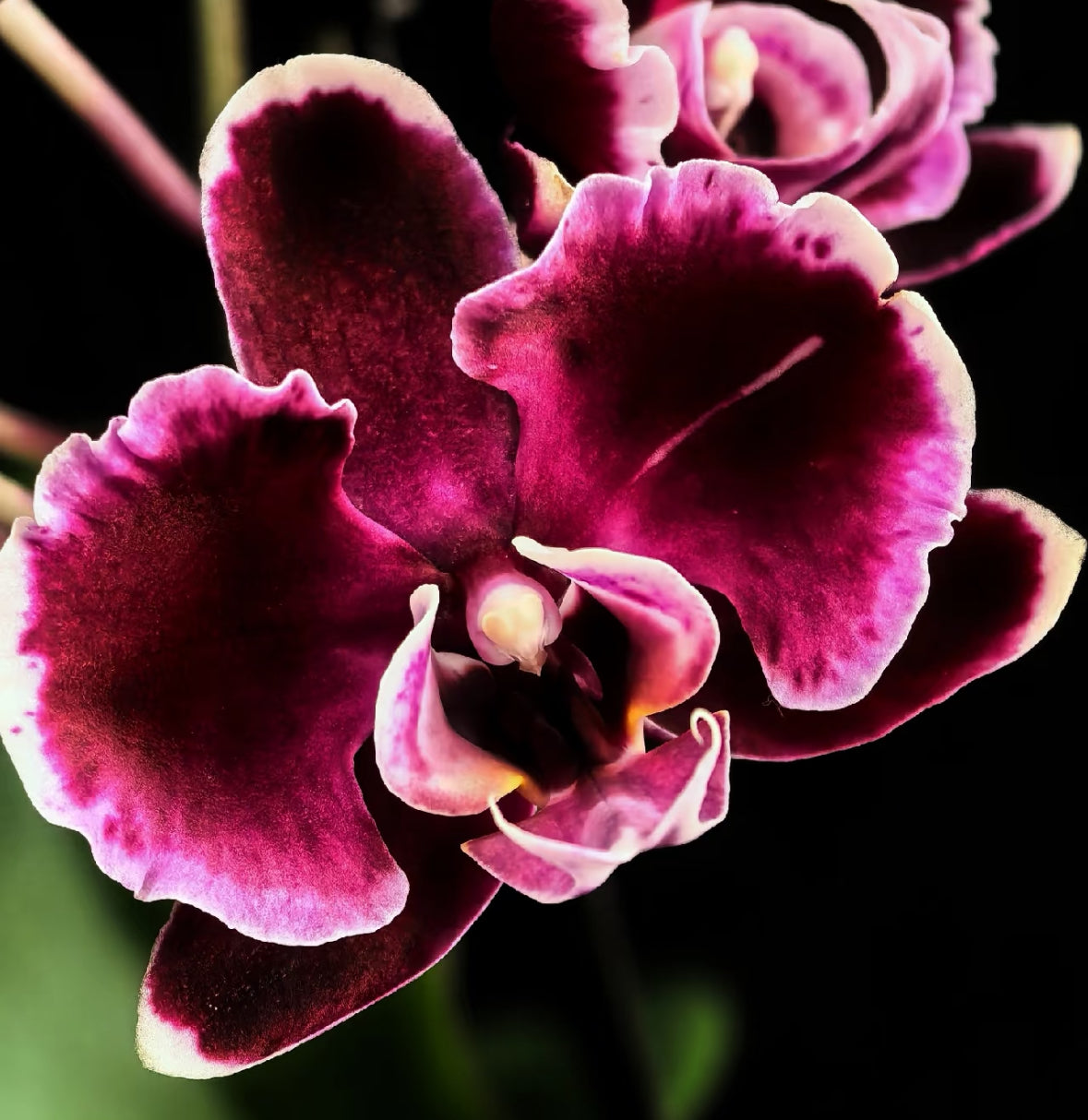 CNY Live Orchid Special [ *YELLOW* POT | CNY Specials ]