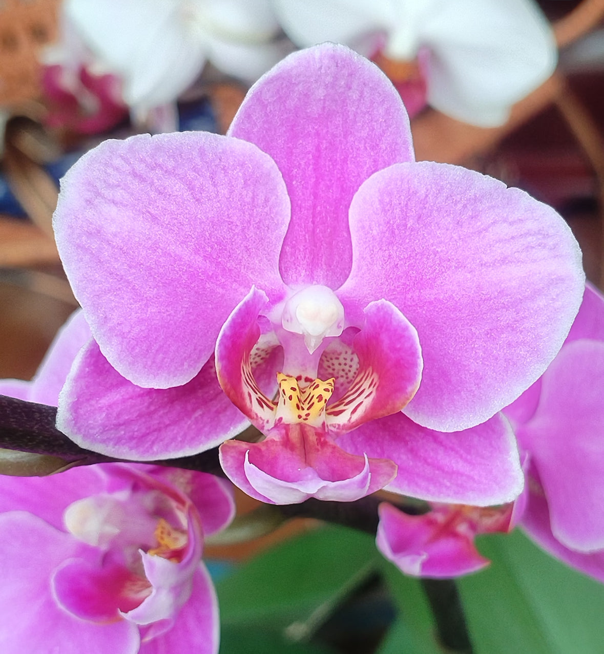CNY Live Orchid Special [ *YELLOW* POT | CNY Specials ]