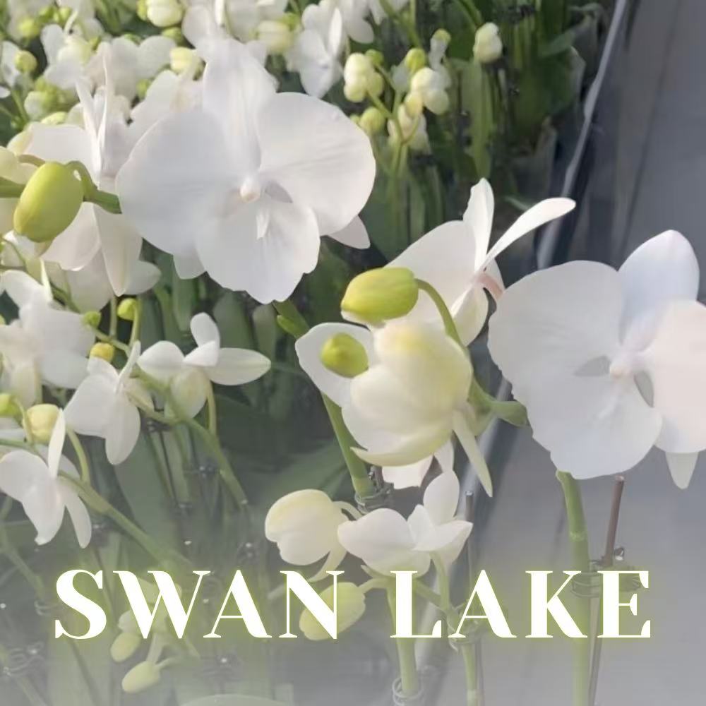 NEW ARRIVALS | PREMIUM SPECIAL ORCHIDS *WITH* POT [3 DAYS DELIVERY]