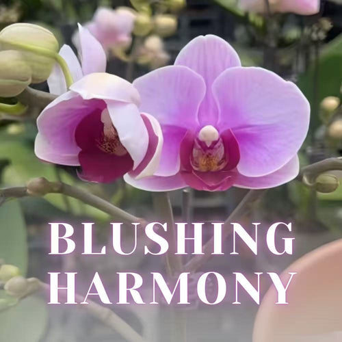 NEW ARRIVALS | PREMIUM SPECIAL ORCHIDS *WITH* POT [3 DAYS DELIVERY]