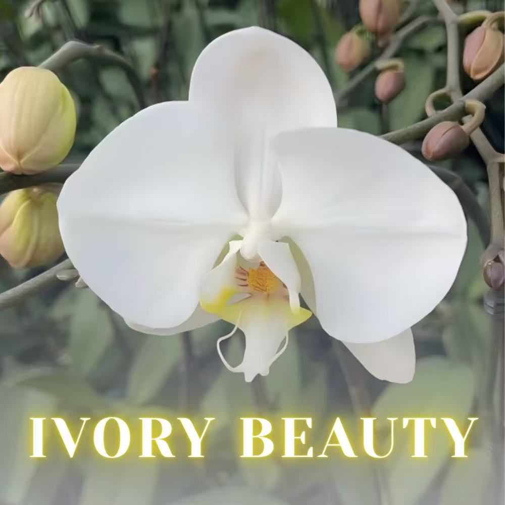 NEW ARRIVALS | PREMIUM SPECIAL ORCHIDS *WITH* POT [3 DAYS DELIVERY]