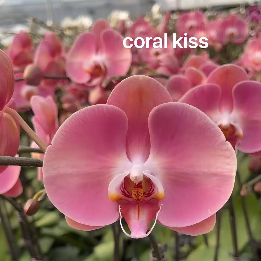 NEW ARRIVALS | PREMIUM SPECIAL ORCHIDS *NO* POT [3 DAYS DELIVERY]
