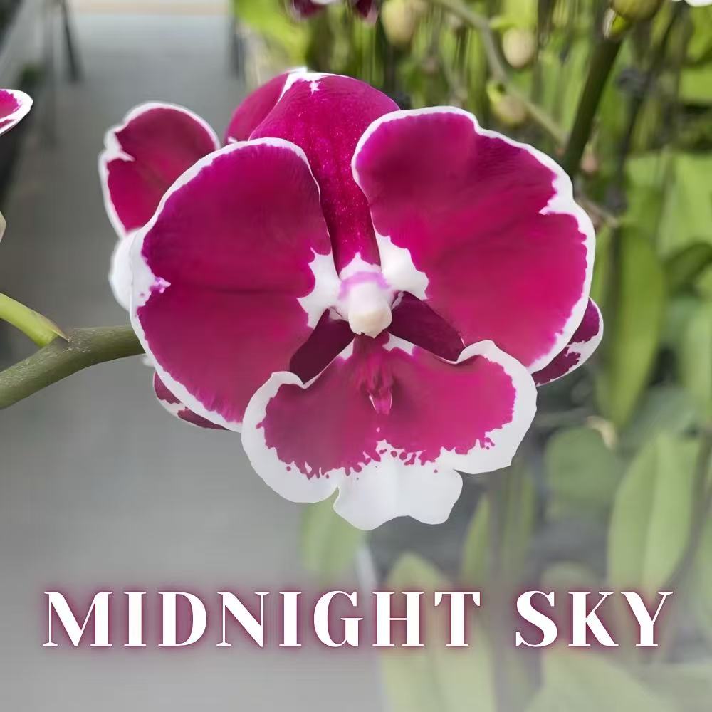 NEW ARRIVALS | PREMIUM SPECIAL ORCHIDS *WITH* POT [3 DAYS DELIVERY]