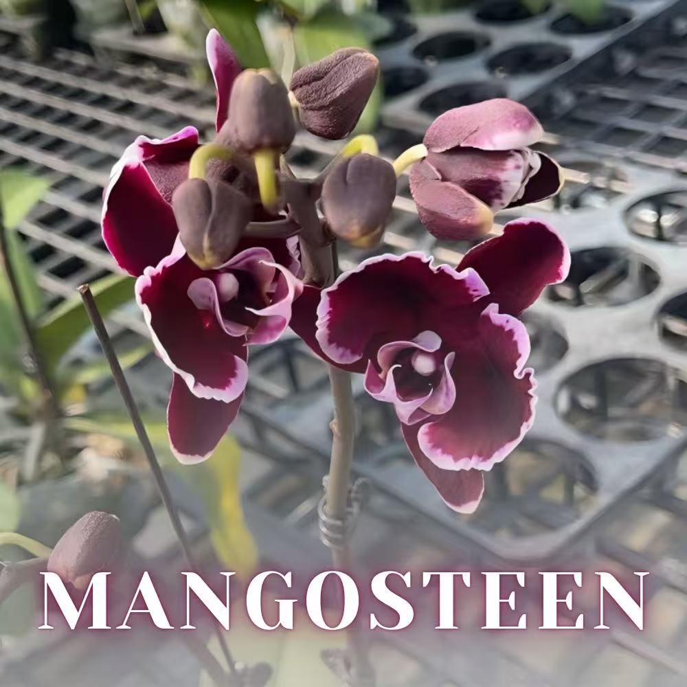 NEW ARRIVALS | PREMIUM SPECIAL ORCHIDS *WITH* POT [3 DAYS DELIVERY]