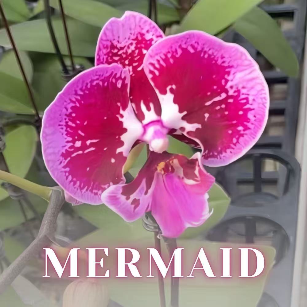 NEW ARRIVALS | PREMIUM SPECIAL ORCHIDS *WITH* POT [3 DAYS DELIVERY]