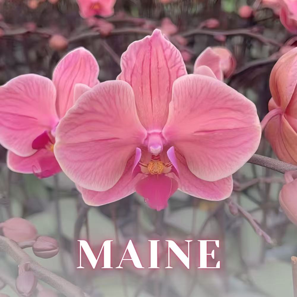 NEW ARRIVALS | PREMIUM SPECIAL ORCHIDS *WITH* POT [3 DAYS DELIVERY]