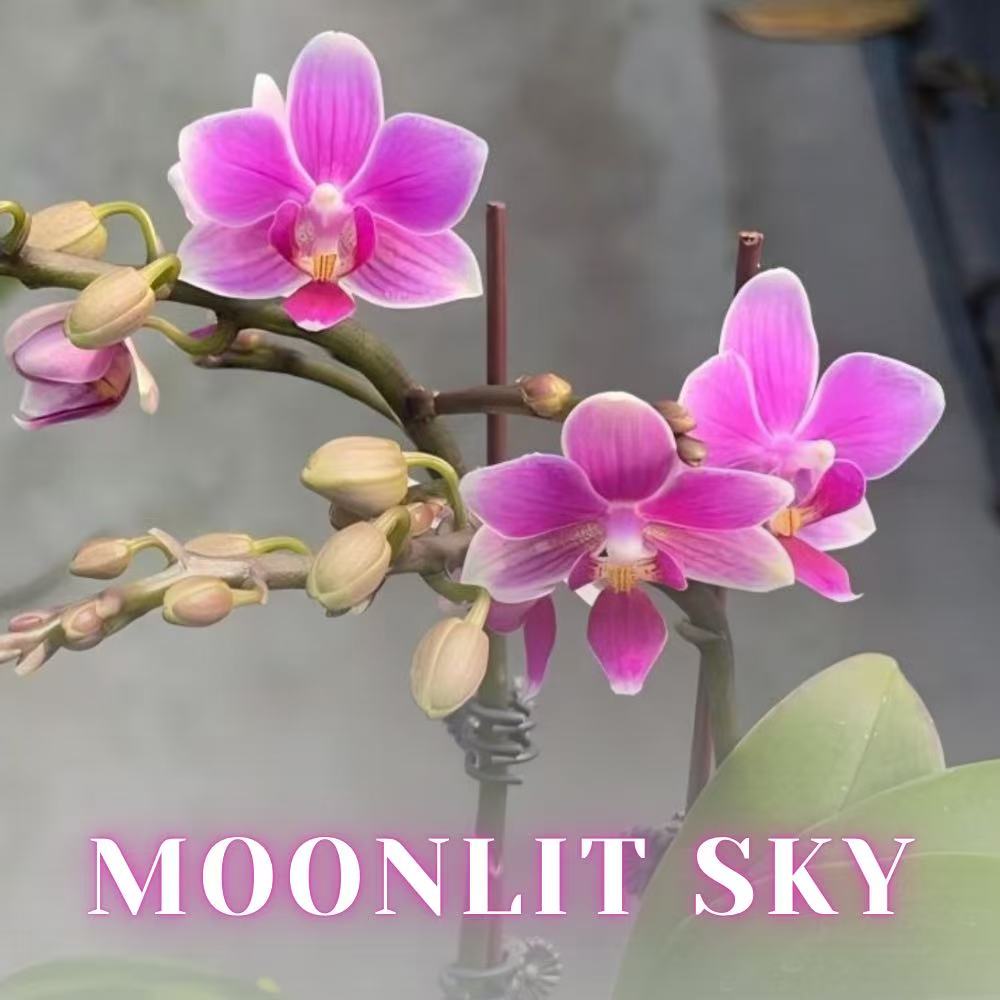NEW ARRIVALS | PREMIUM SPECIAL ORCHIDS *WITH* POT [3 DAYS DELIVERY]