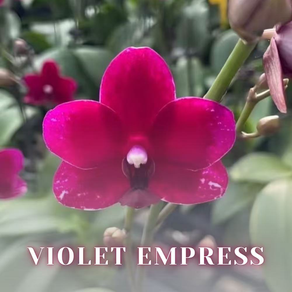 NEW ARRIVALS | PREMIUM SPECIAL ORCHIDS *WITH* POT [3 DAYS DELIVERY]