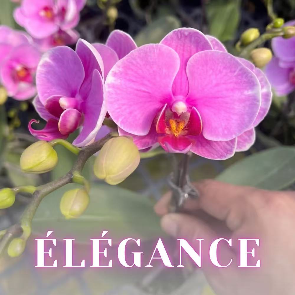 NEW ARRIVALS | PREMIUM SPECIAL ORCHIDS *WITH* POT [3 DAYS DELIVERY]