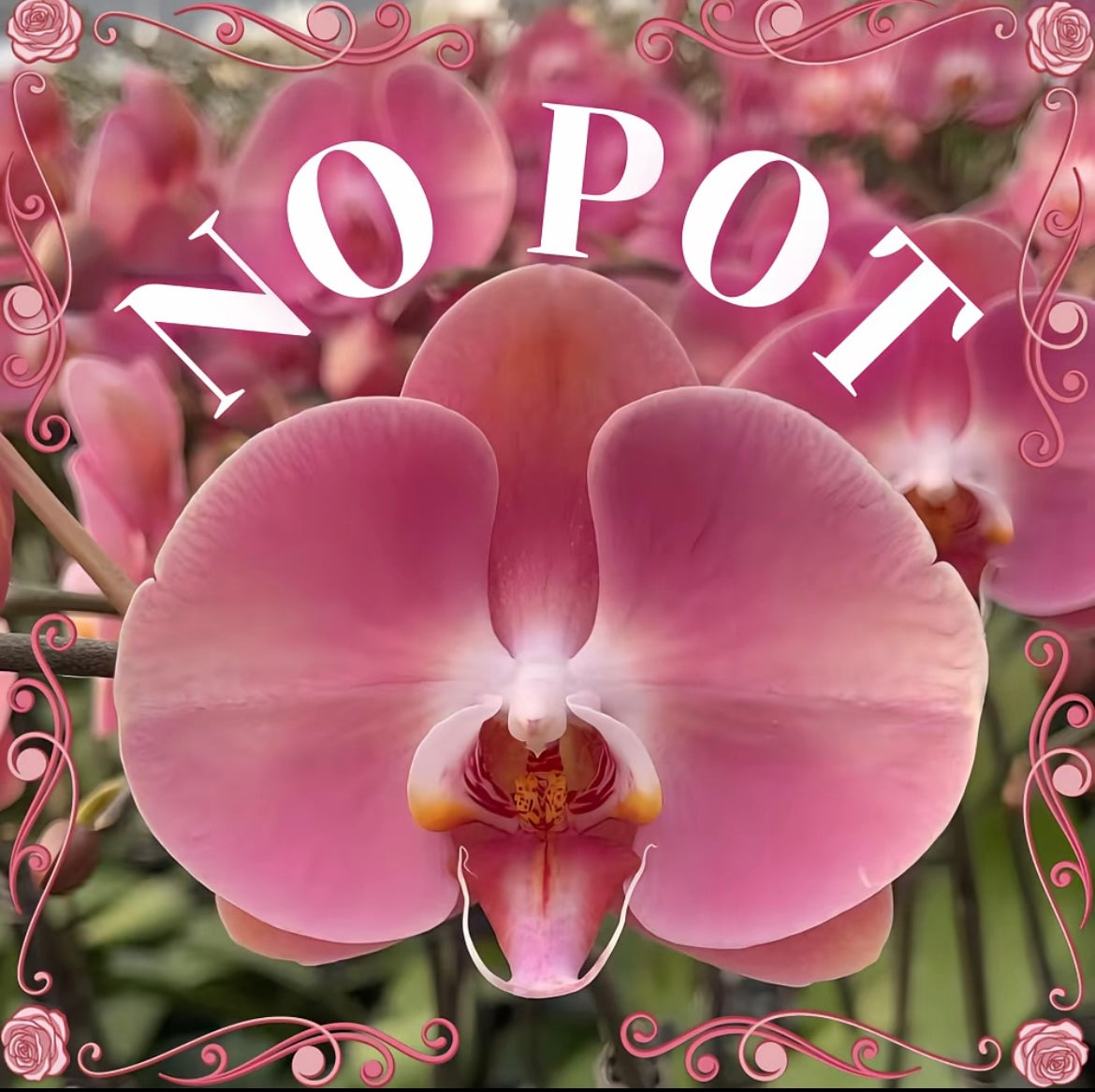 NEW ARRIVALS | PREMIUM SPECIAL ORCHIDS *NO* POT [3 DAYS DELIVERY]