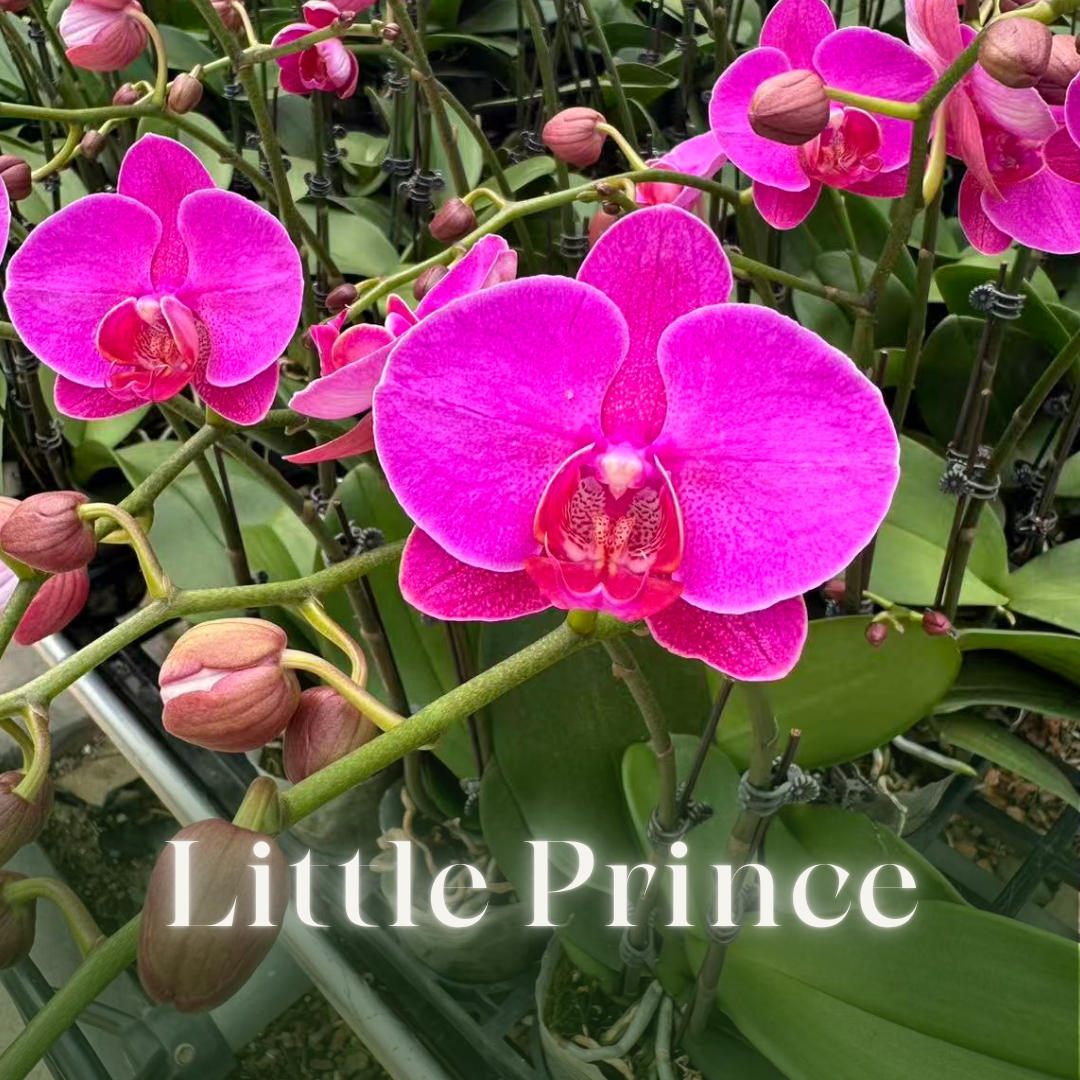 NEW ARRIVAL | PREMIUM ORCHIDS *NO* POT [3 DAYS DELIVERY]