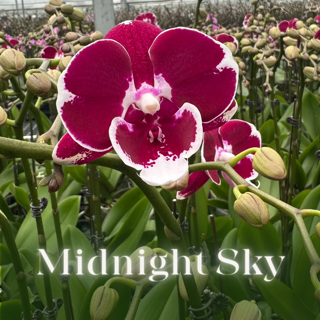 NEW ARRIVAL | PREMIUM ORCHIDS *NO* POT [3 DAYS DELIVERY]