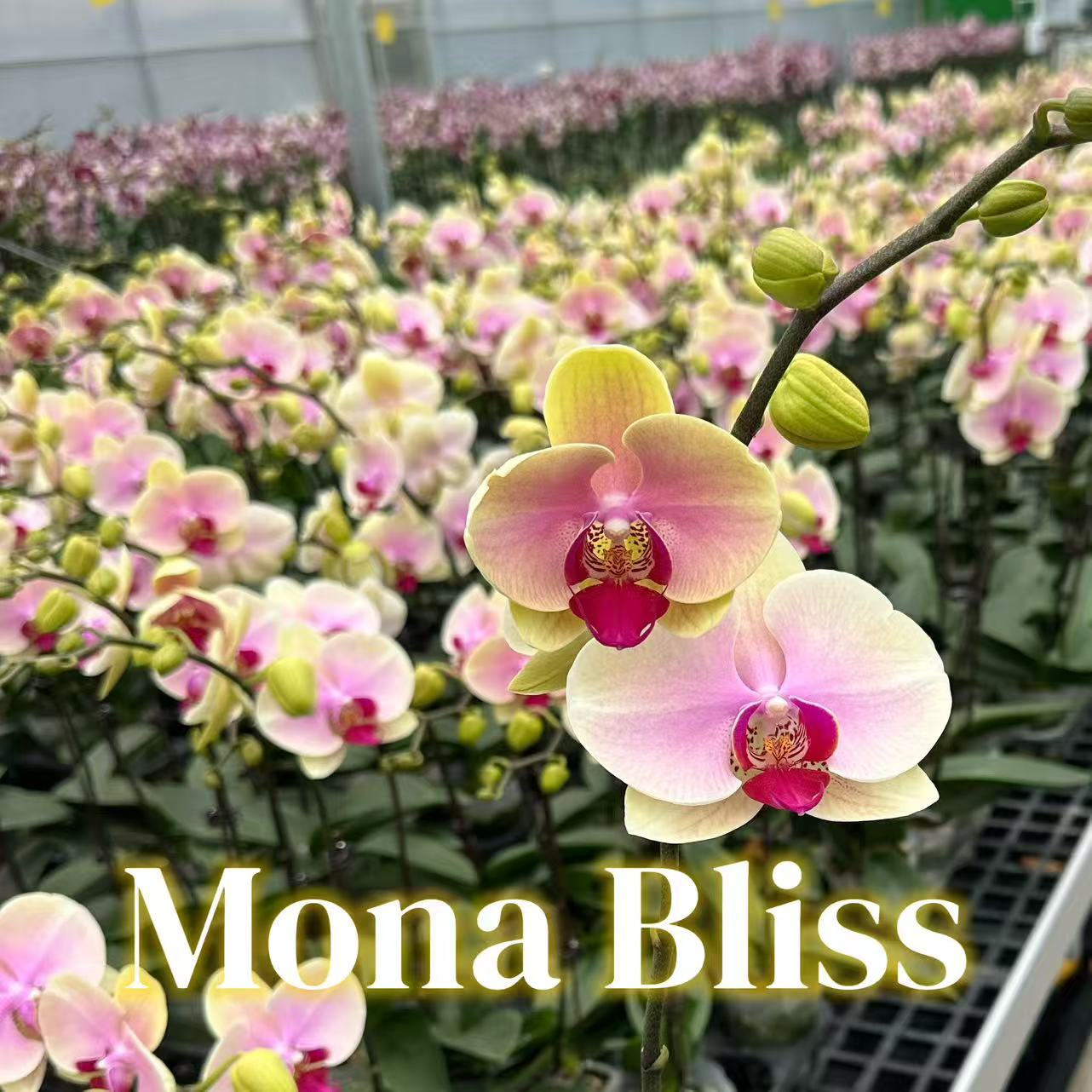 NEW ARRIVAL | PREMIUM ORCHIDS *NO* POT [3 DAYS DELIVERY]