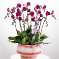 Mrs Grace [ Rich Purple | est. 50 cm Height | Live Orchids ]