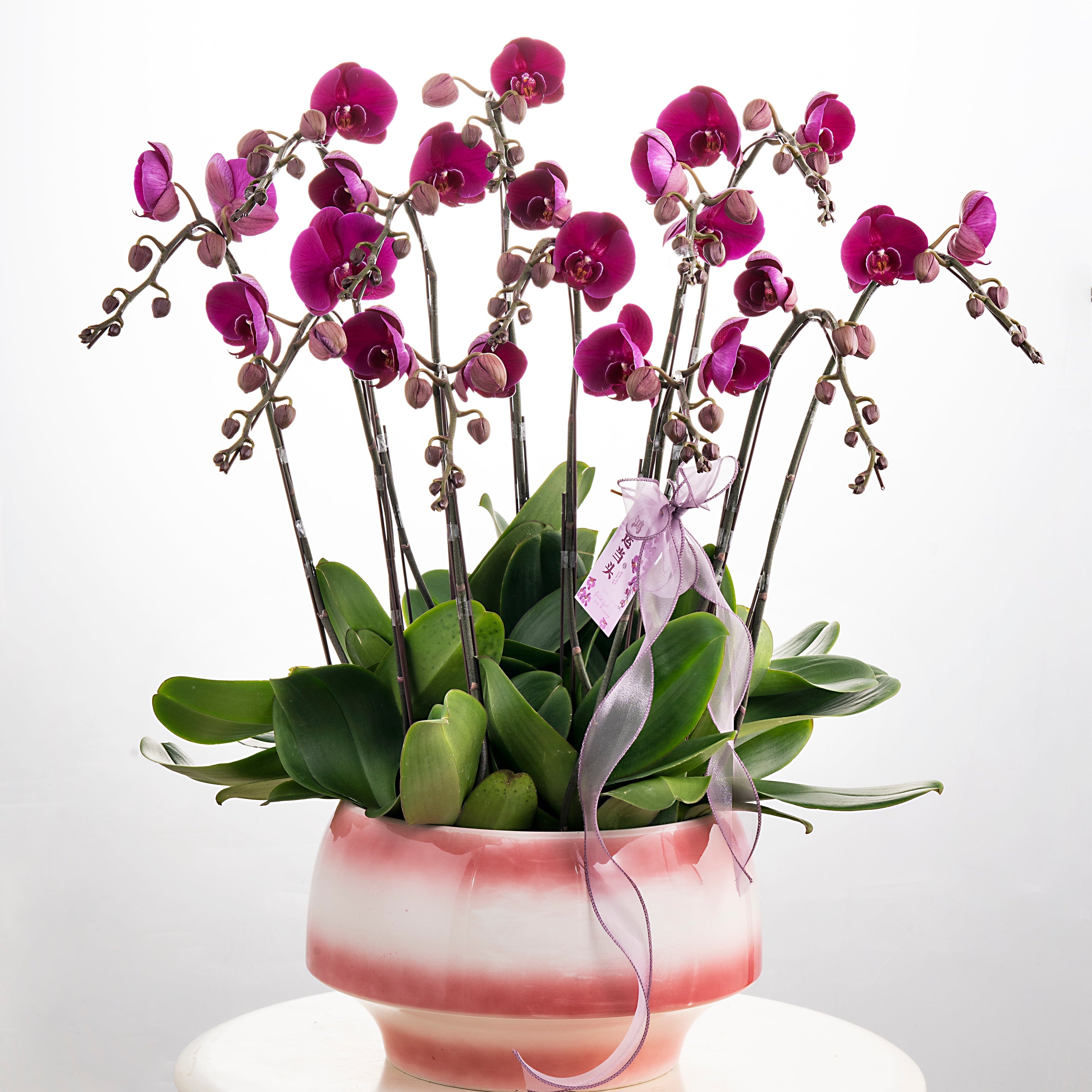 Mrs Grace [ Rich Purple | est. 50 cm Height | Live Orchids ]