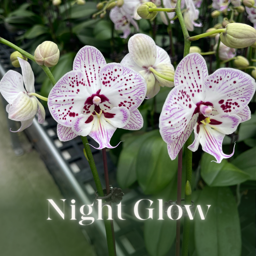 NEW ARRIVAL | PREMIUM ORCHIDS *NO* POT [3 DAYS DELIVERY]