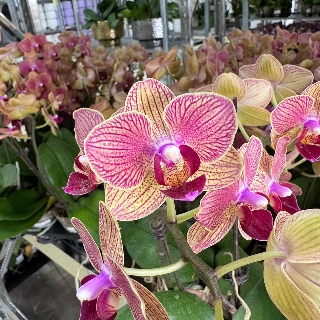 $15 Christmas Orchid Sprint! [ NO POT | LIVE SPECIAL | 5 Colour All Single Orchids ]