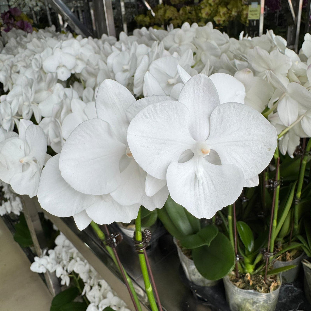 Little Pearl [ Pure White | est. 45 cm Height | Live Orchids ]