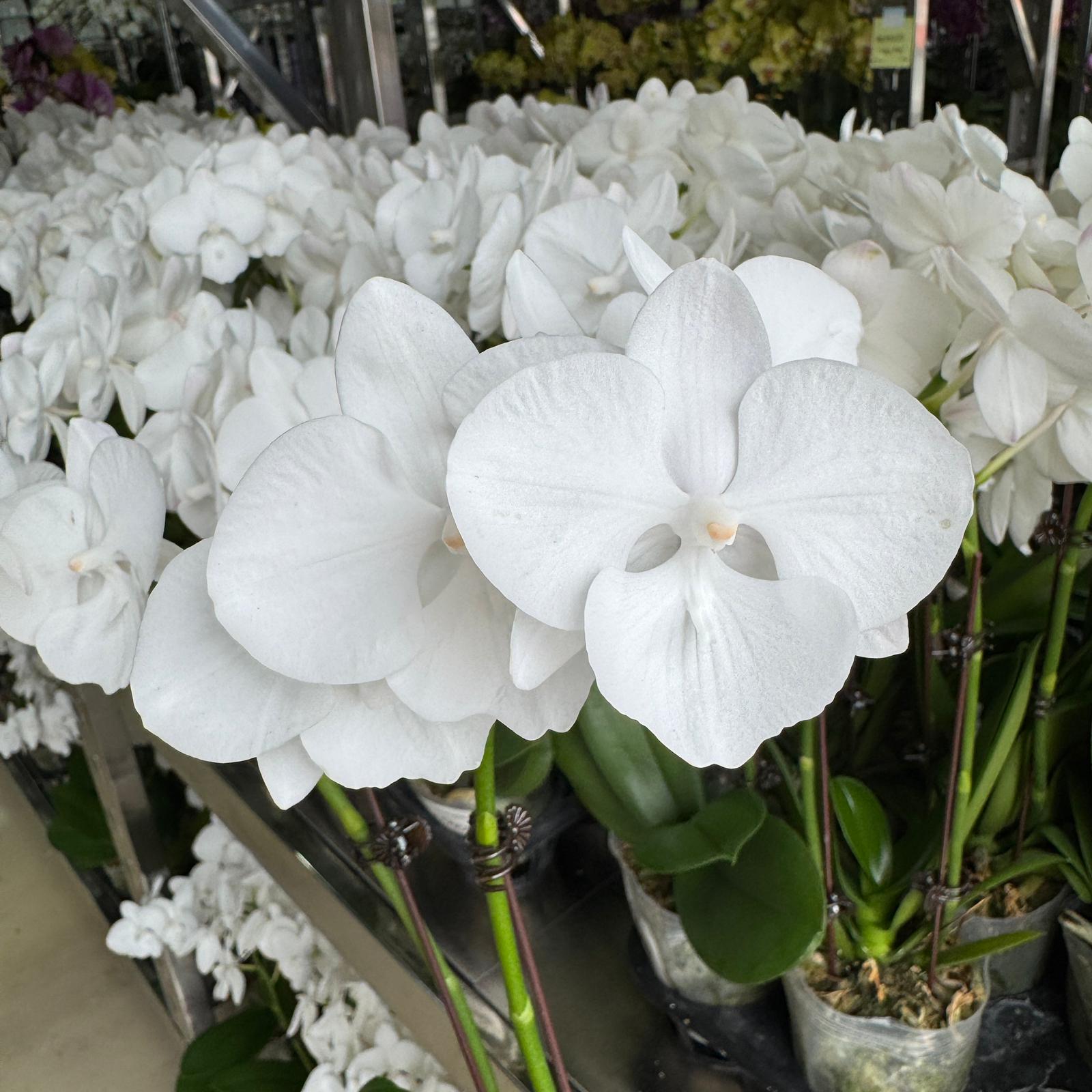 $15 Christmas Orchid Sprint! [ NO POT | LIVE SPECIAL | 5 Colour All Single Orchids ]