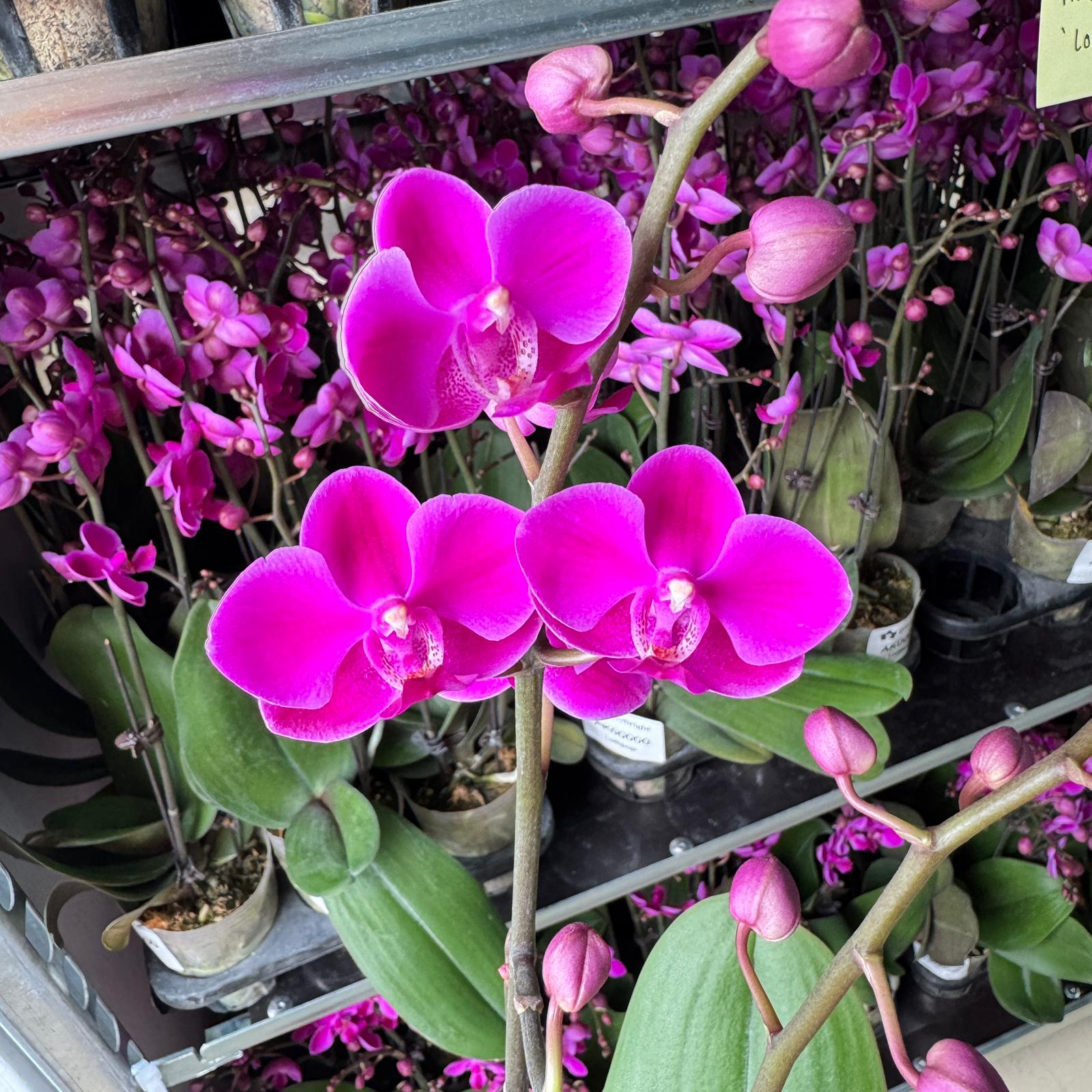 Lollipop [ Bright Purple | Live Small Orchids ]