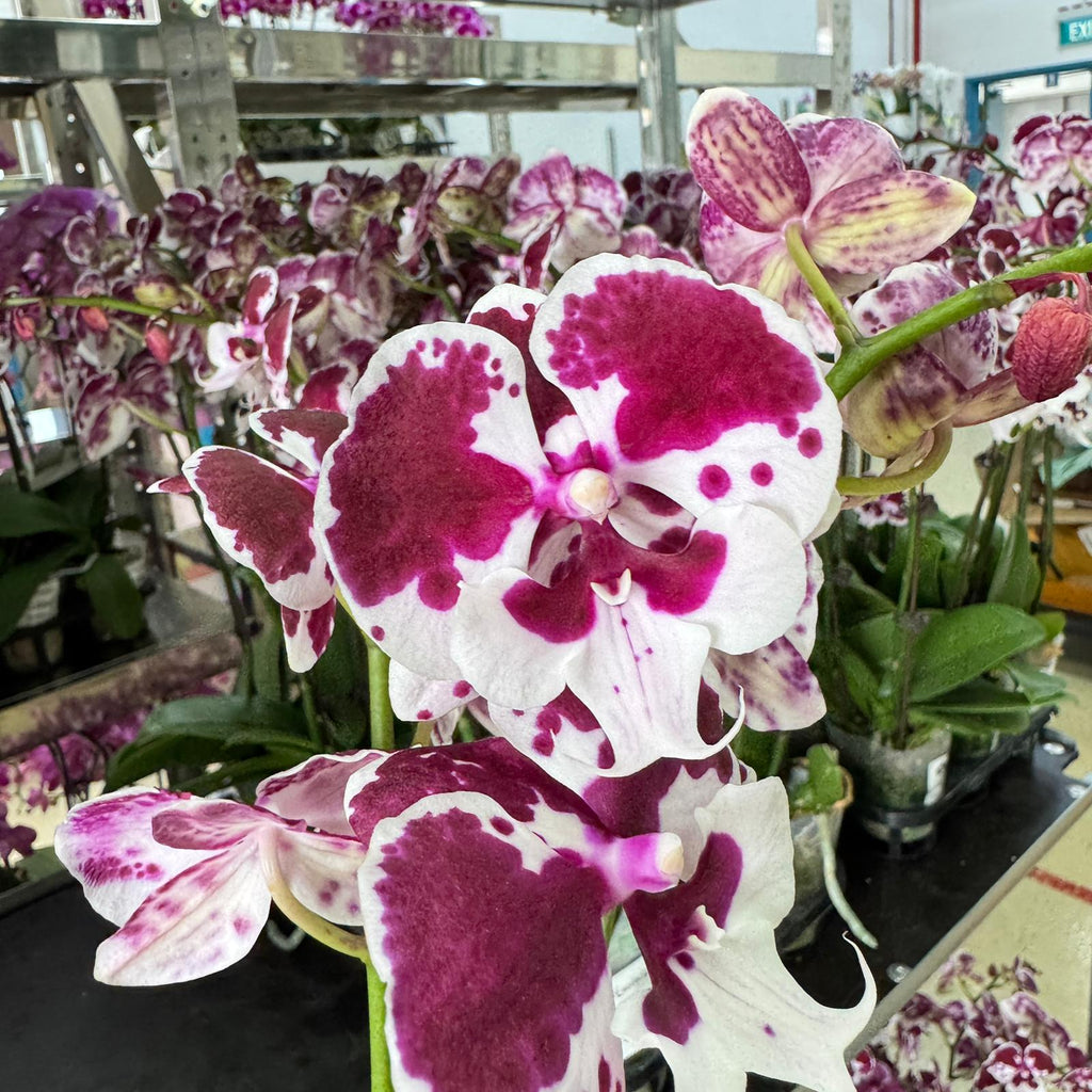 $15 Christmas Orchid Sprint! [ NO POT | LIVE SPECIAL | 5 Colour All Single Orchids ]