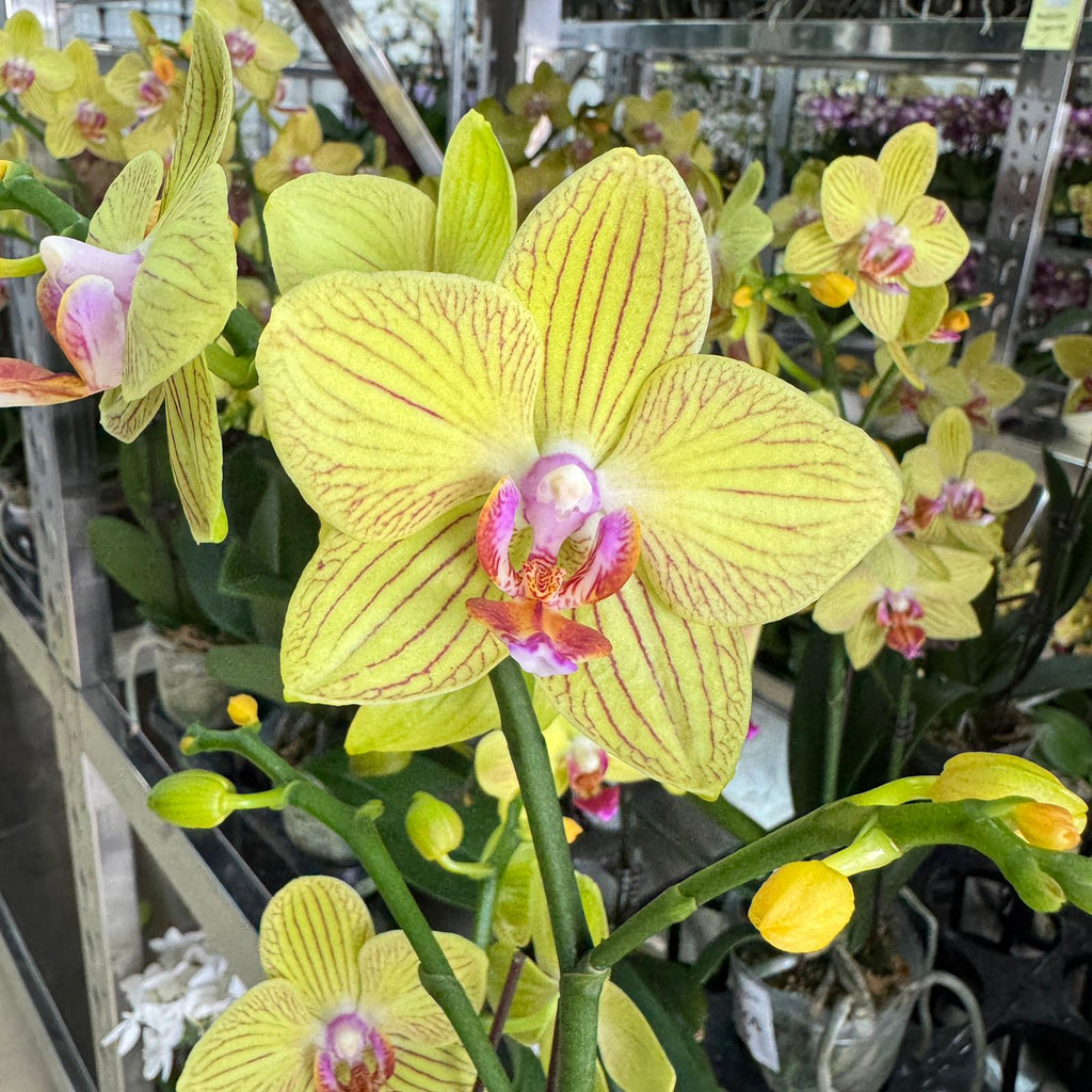 $15 Christmas Orchid Sprint! [ NO POT | LIVE SPECIAL | 5 Colour All Single Orchids ]