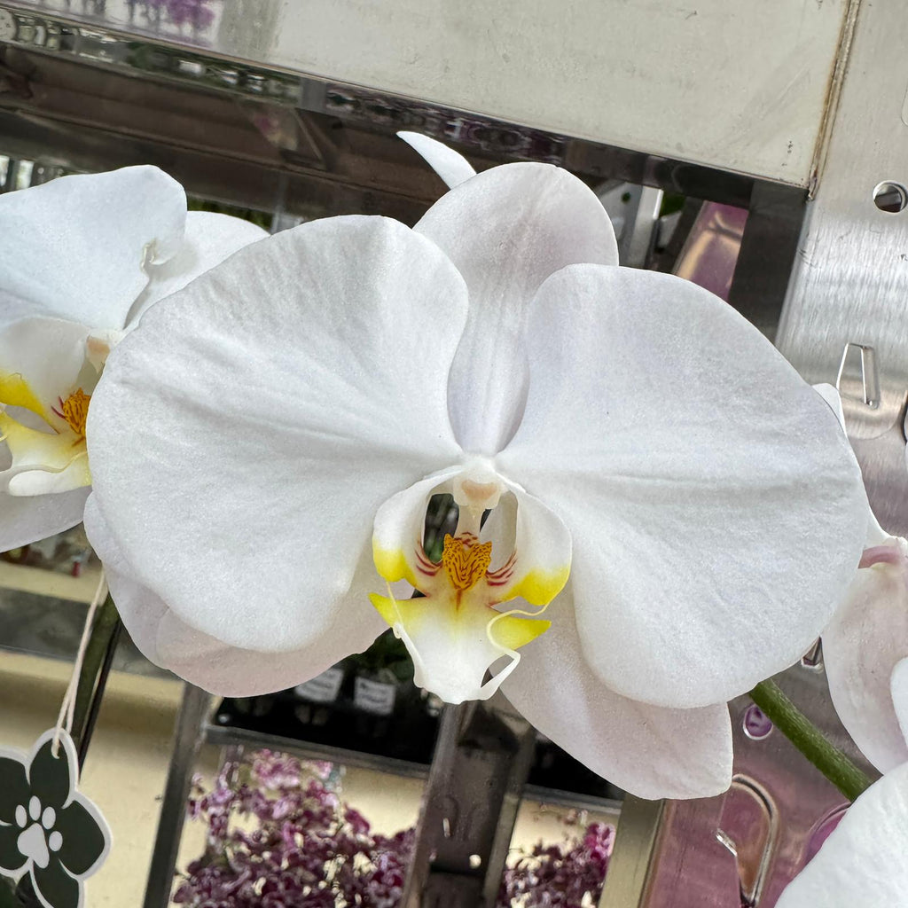 $19.90 Christmas Orchid Sprint! [ WITH PINK POT | LIVE SPECIAL | Single Orchids ]