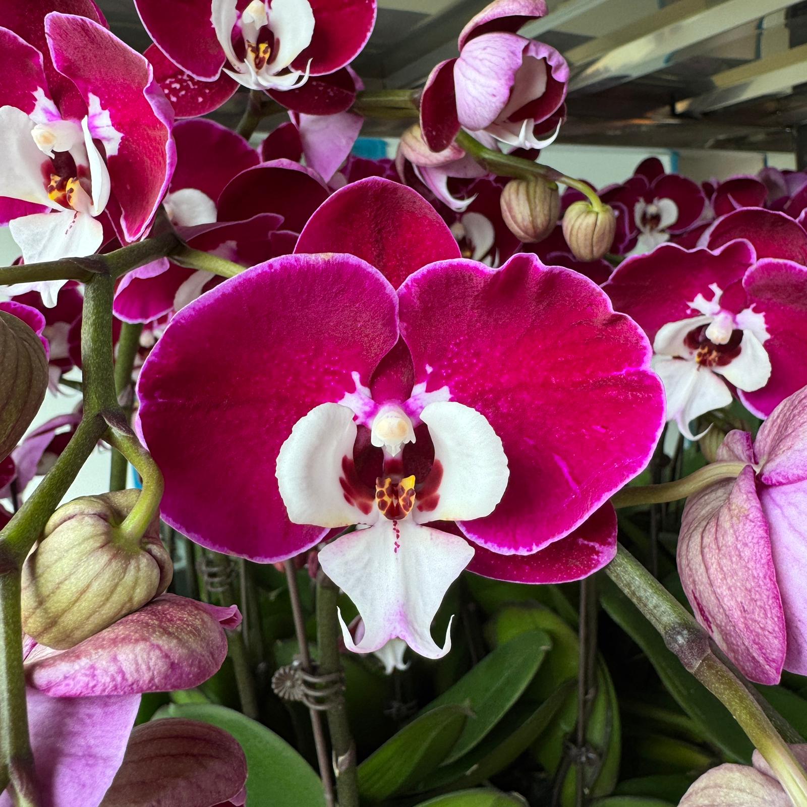 $19.90 Christmas Orchid Sprint! [ WITH PINK POT | LIVE SPECIAL | Single Orchids ]