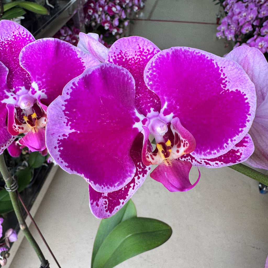 $15 Christmas Orchid Sprint! [ NO POT | LIVE SPECIAL | 5 Colour All Single Orchids ]
