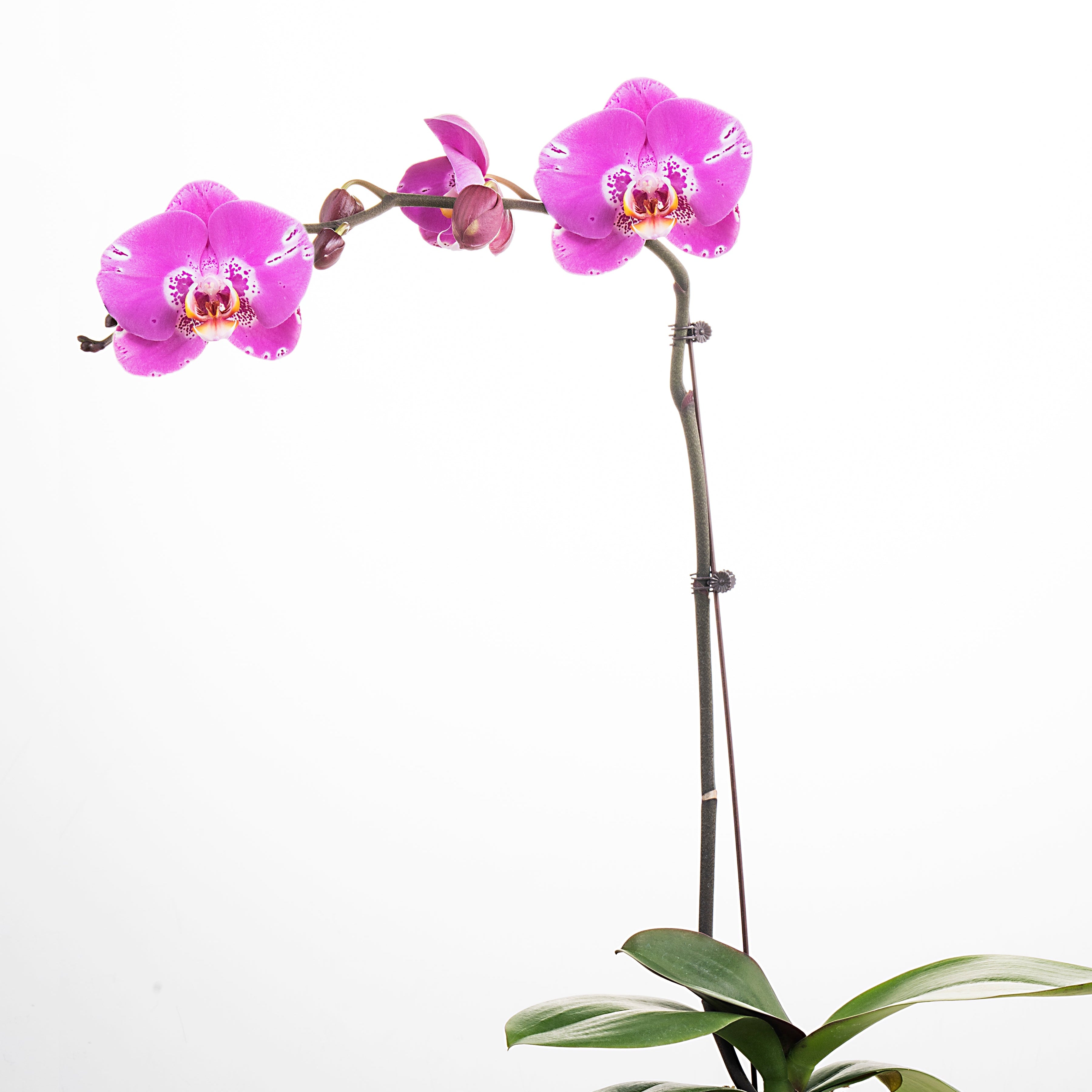 Picasso [ Rich Purple | est. 45 cm Height | Live Orchids ]