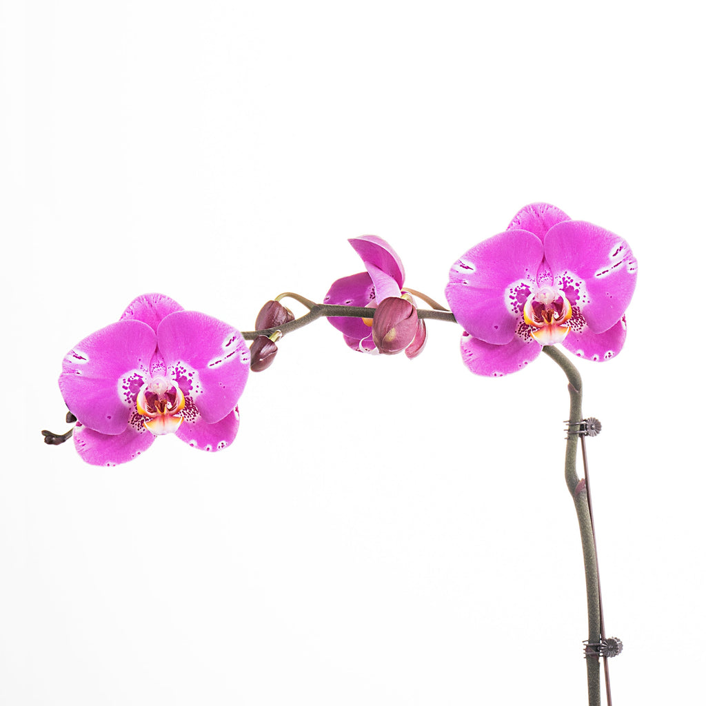 Picasso [ Rich Purple | est. 45 cm Height | Live Orchids ]