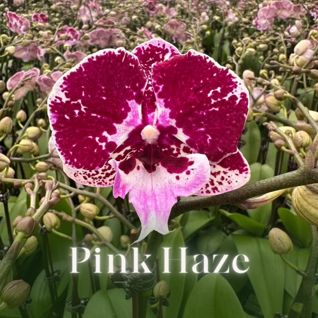 NEW ARRIVAL | PREMIUM ORCHIDS *NO* POT [3 DAYS DELIVERY]
