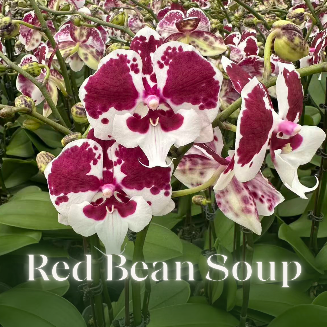 NEW ARRIVAL | PREMIUM ORCHIDS *NO* POT [3 DAYS DELIVERY]
