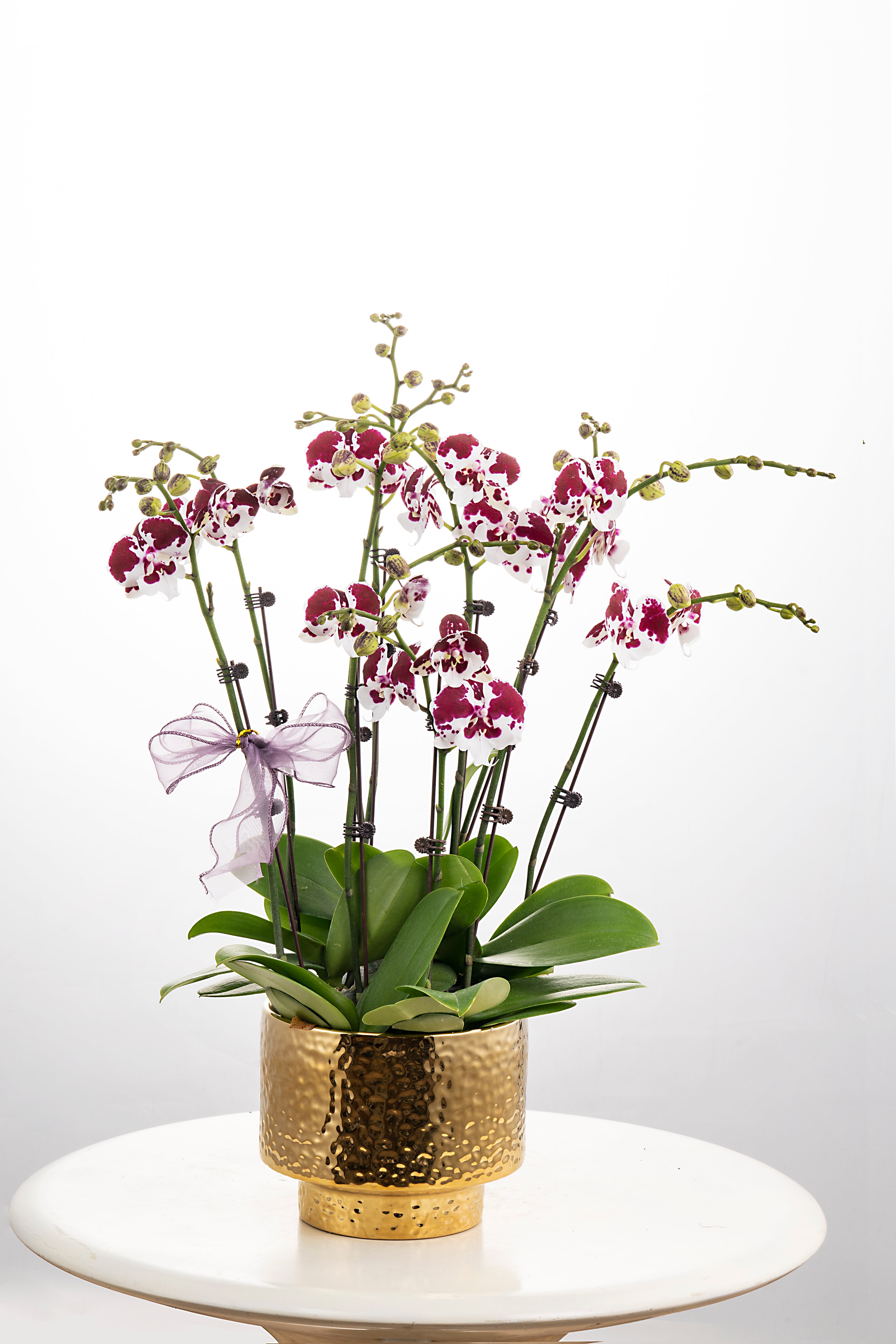 Red Bean Soup [ Purple & White | Live Orchids ]