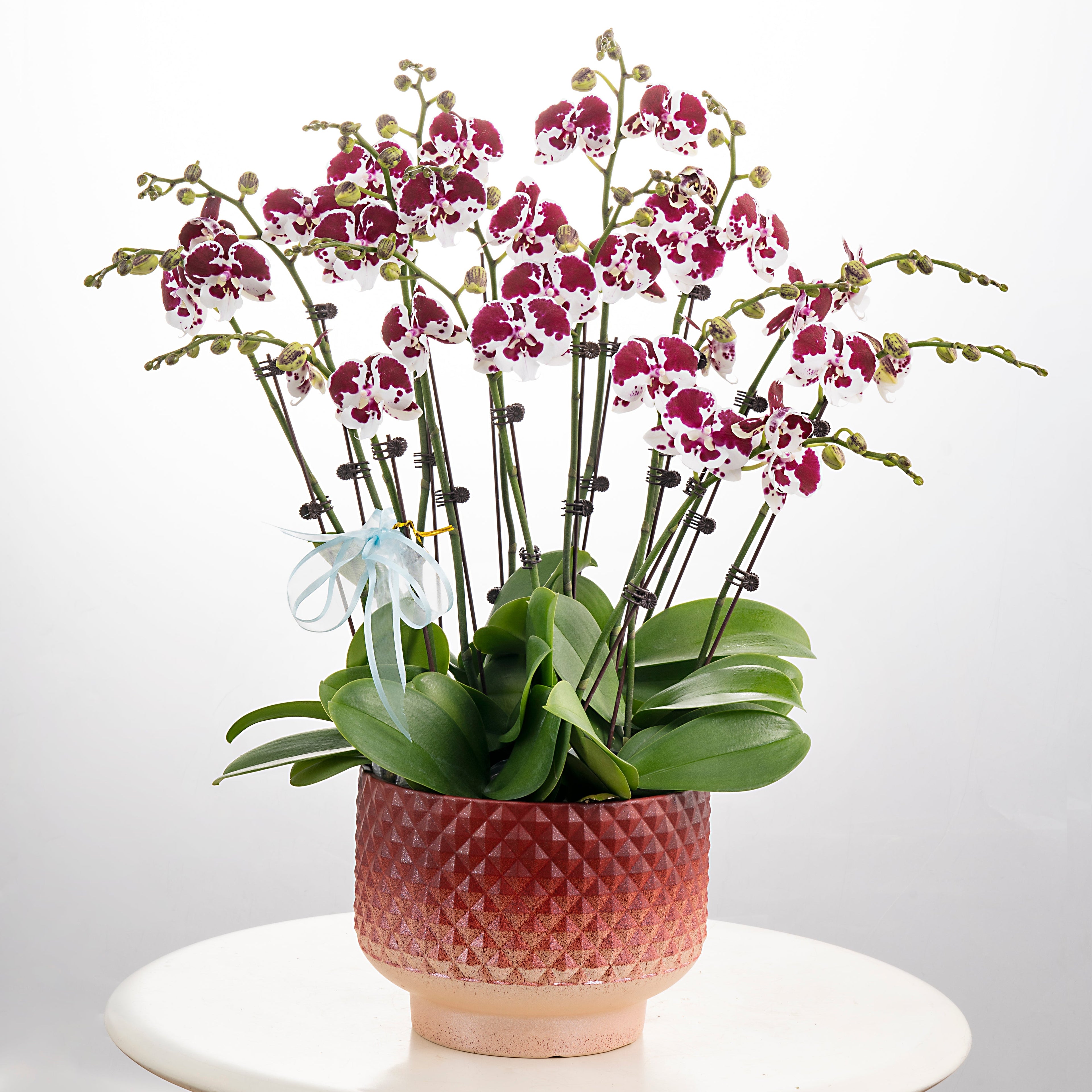 Red Bean Soup [ Purple & White | Live Orchids ]