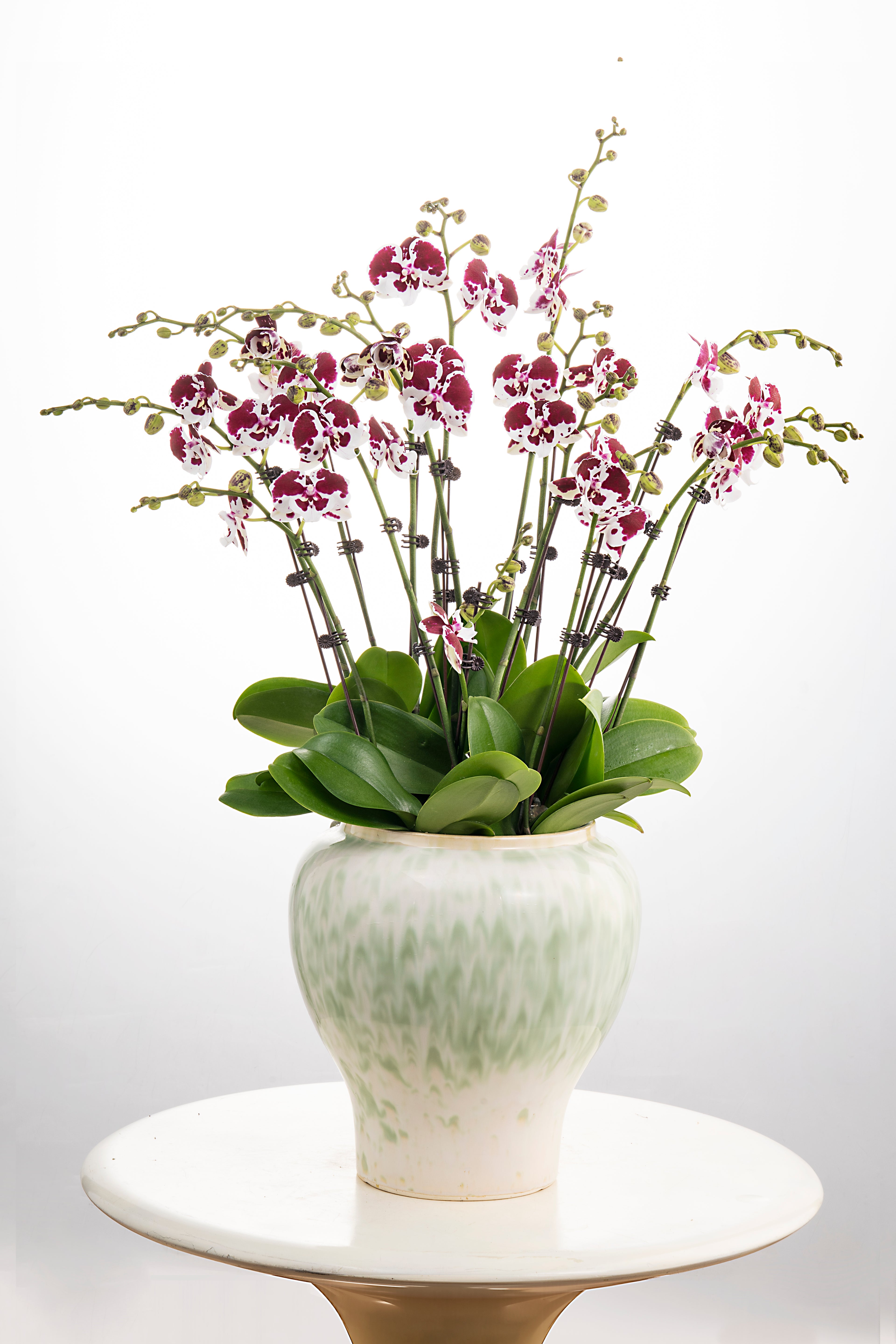 Red Bean Soup [ Purple & White | Live Orchids ]