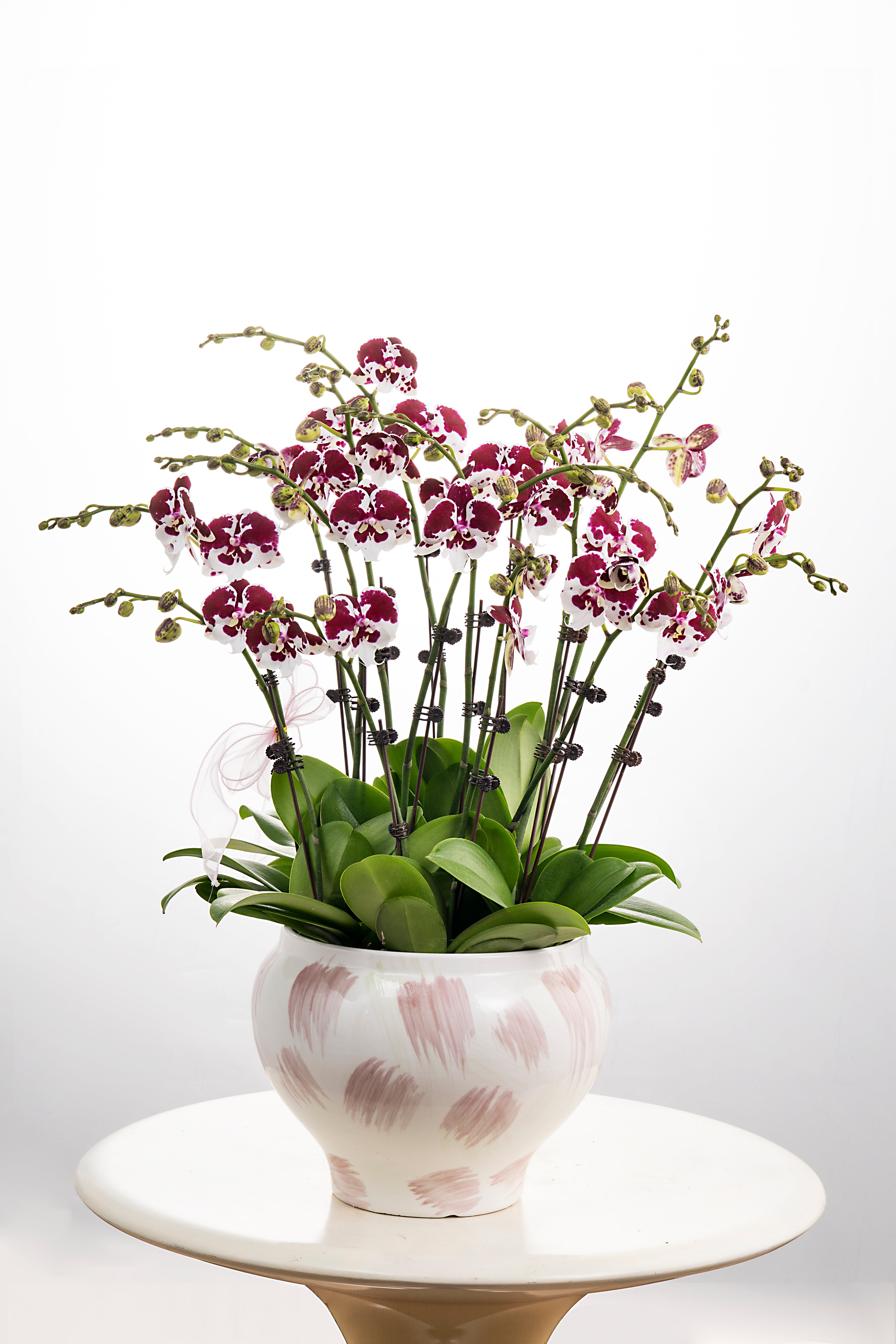 Red Bean Soup [ Purple & White | Live Orchids ]