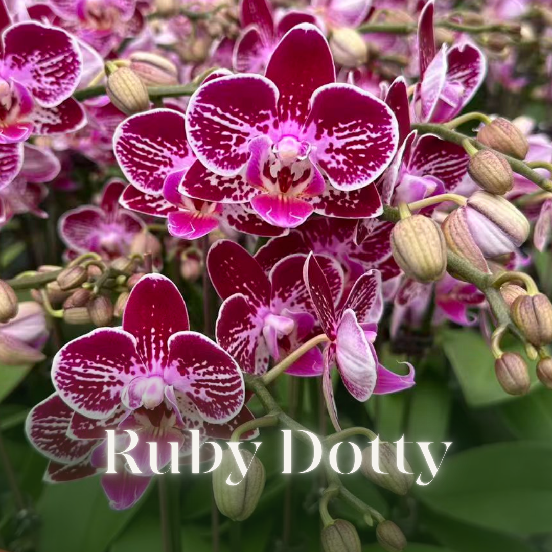 NEW ARRIVAL | PREMIUM ORCHIDS *NO* POT [3 DAYS DELIVERY]