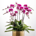 Santa Claus [ Dark Purple & White | est. 45 cm Height | Live Orchids ]