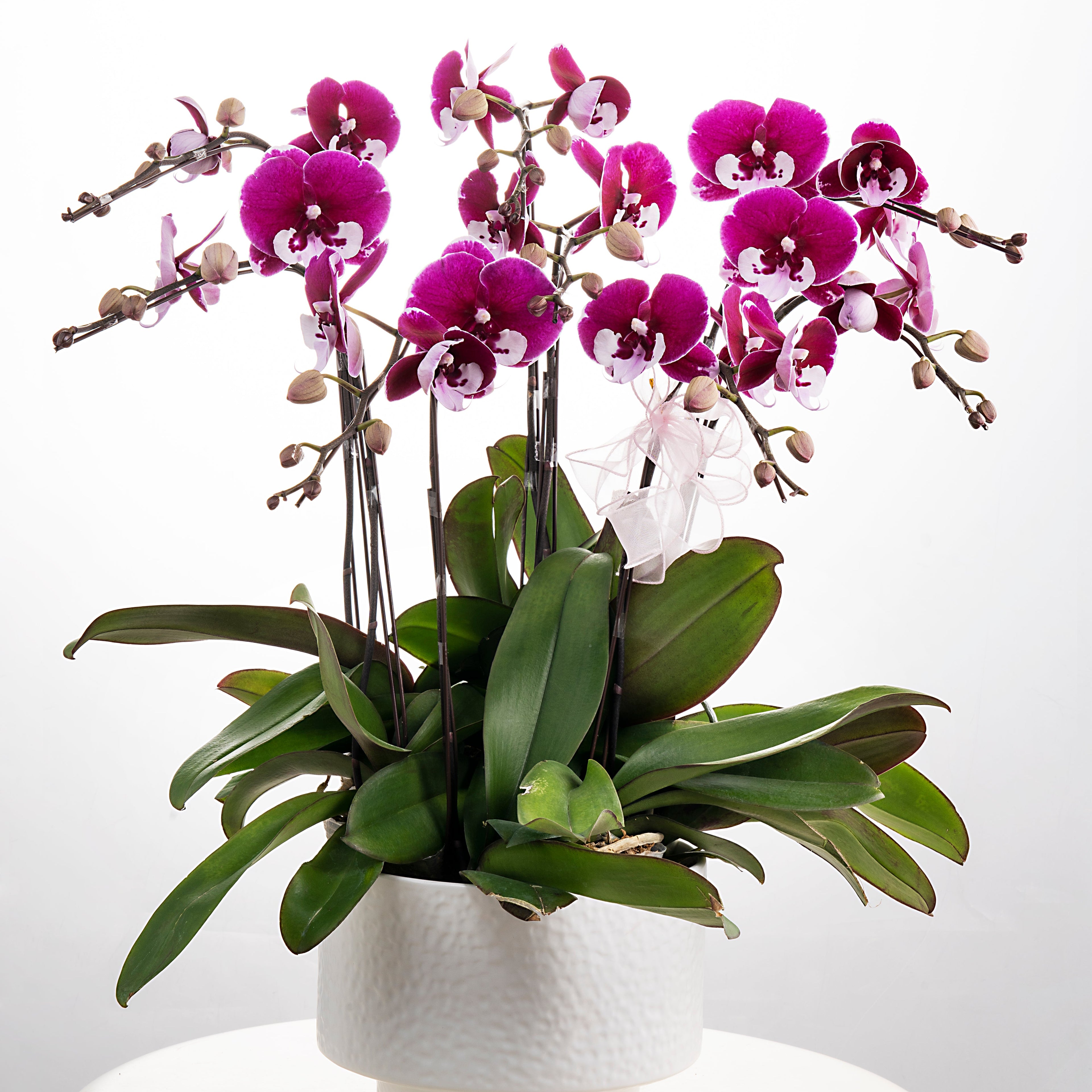 Santa Claus [ Dark Purple & White | est. 45 cm Height | Live Orchids ]