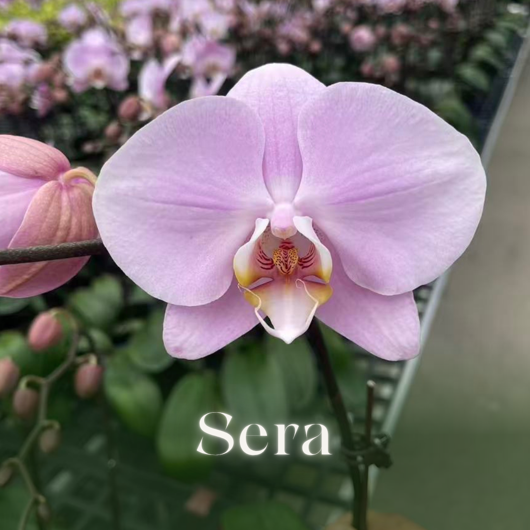 NEW ARRIVAL | PREMIUM ORCHIDS *NO* POT [3 DAYS DELIVERY]
