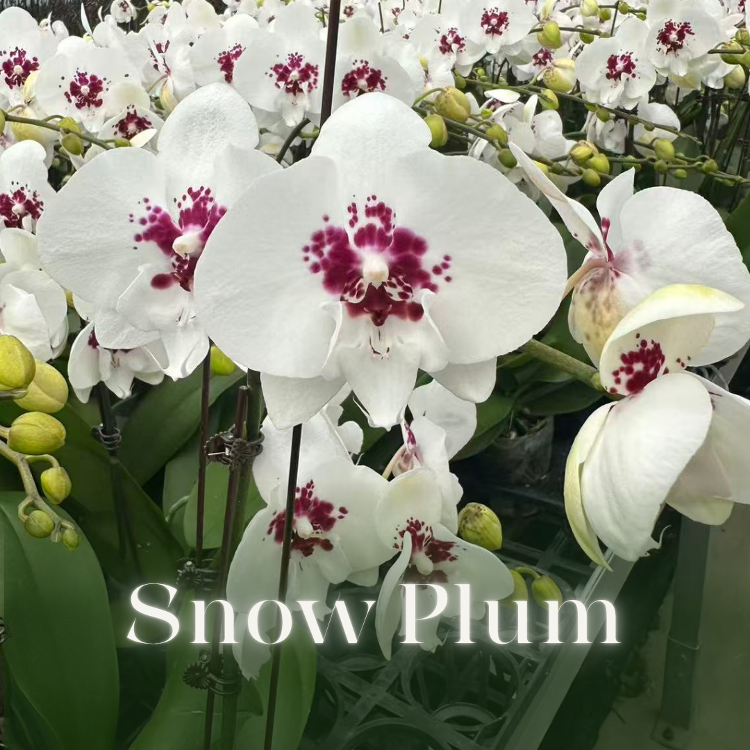 NEW ARRIVAL | PREMIUM ORCHIDS *NO* POT [3 DAYS DELIVERY]
