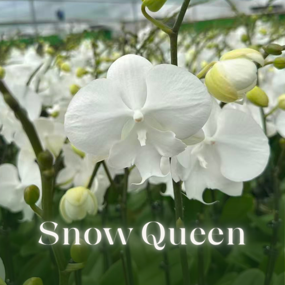 NEW ARRIVAL | PREMIUM ORCHIDS *NO* POT [3 DAYS DELIVERY]