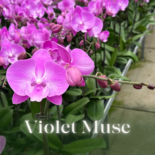 NEW ARRIVAL | PREMIUM ORCHIDS *NO* POT [3 DAYS DELIVERY]